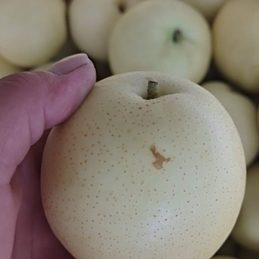 大量出售皇冠梨二级梨