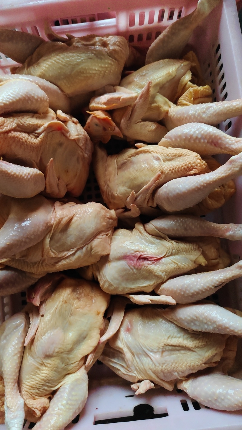 三黄鸡，肉杂鸡，白条鸡。一手货源，欢迎采购。