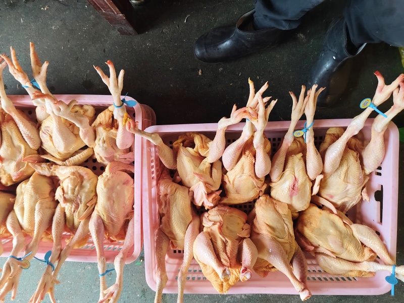 三黄鸡，肉杂鸡，白条鸡。一手货源，欢迎采购。