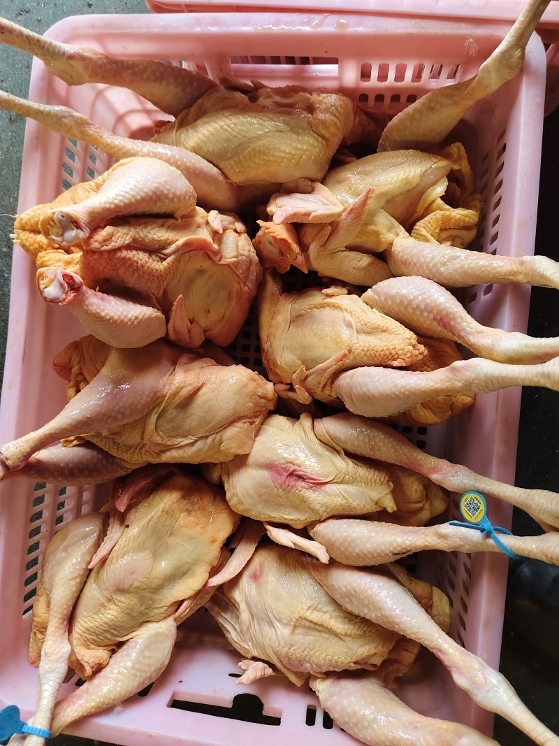 三黄鸡，肉杂鸡，白条鸡。一手货源，欢迎采购。