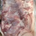 领汇带皮前上肉2-3片，25/7月新货