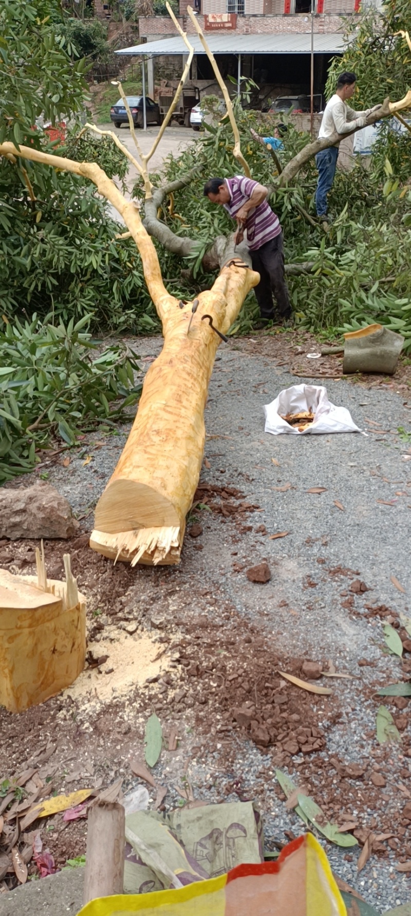 油桂皮碎卤料炖料粉料油分高香醇浓厚醇高性价比