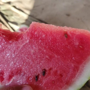 大棚精品有籽麒麟瓜