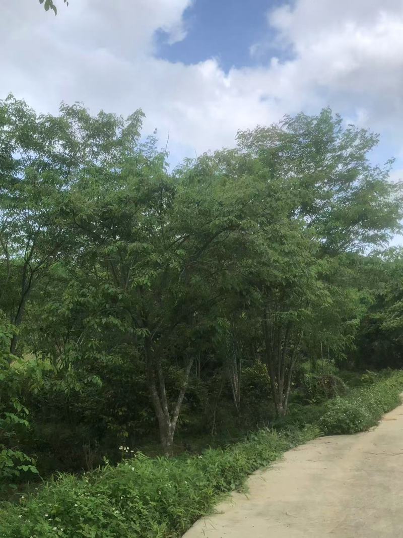 金花茶树，大叶紫檀