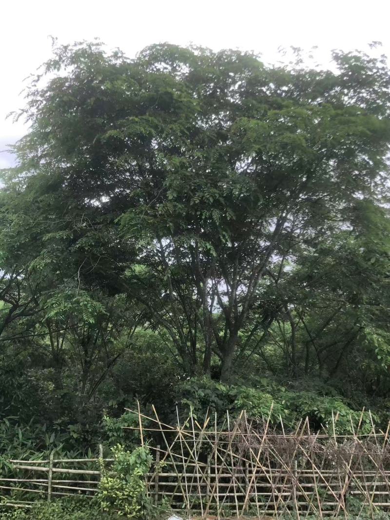 金花茶树，大叶紫檀