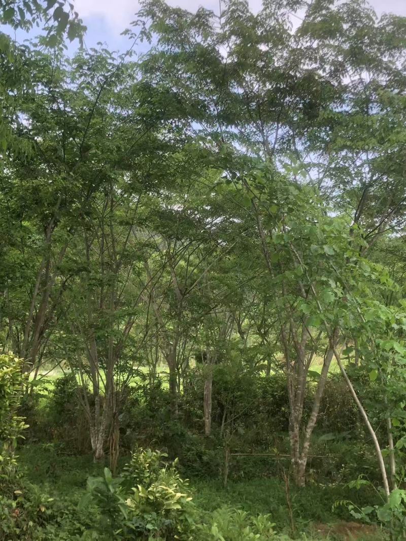 金花茶树，大叶紫檀