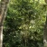 金花茶树，大叶紫檀