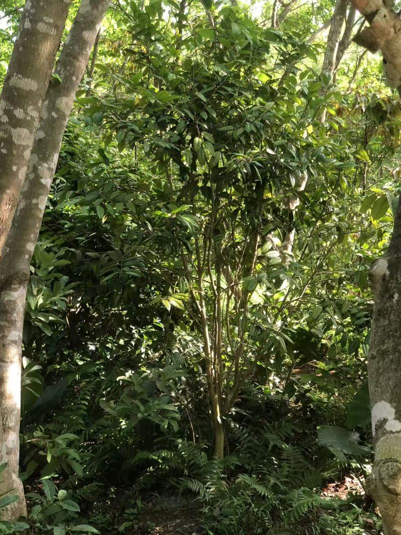 金花茶树，大叶紫檀
