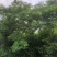 金花茶树，大叶紫檀