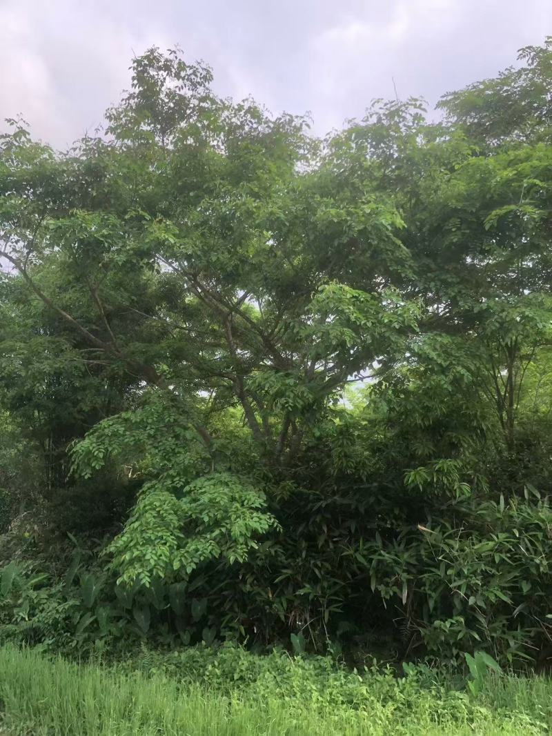金花茶树，大叶紫檀