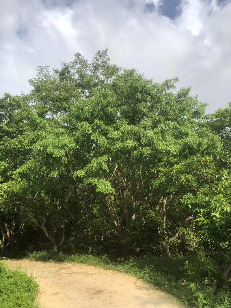 金花茶树，大叶紫檀