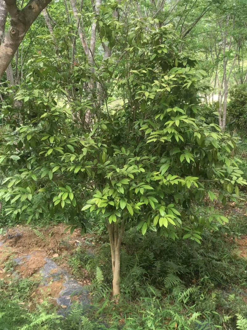 金花茶树，大叶紫檀