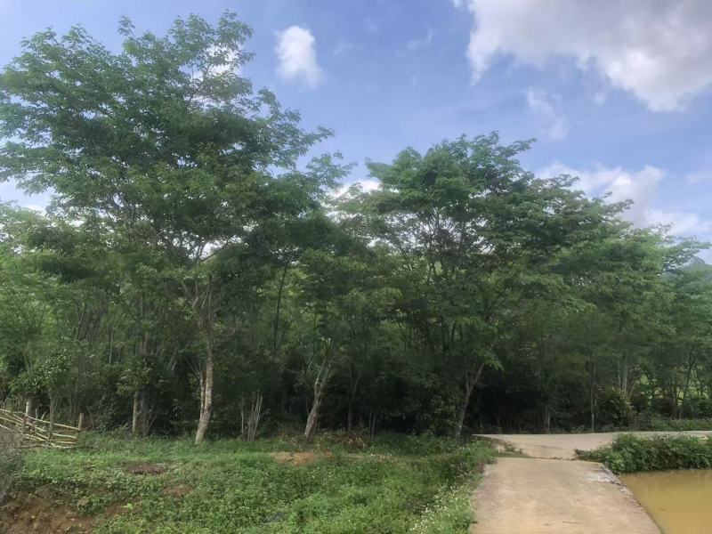 金花茶树，大叶紫檀