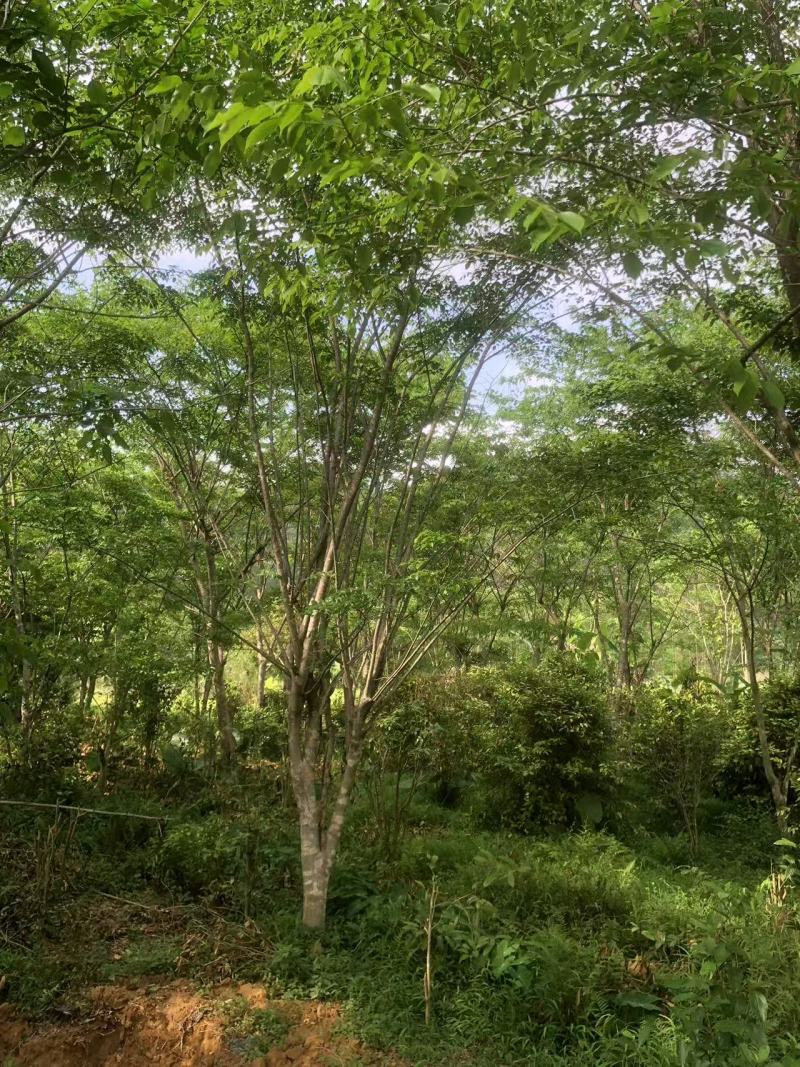 金花茶树，大叶紫檀