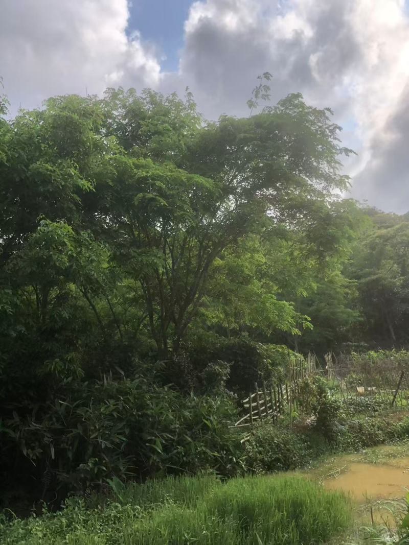 金花茶树，大叶紫檀