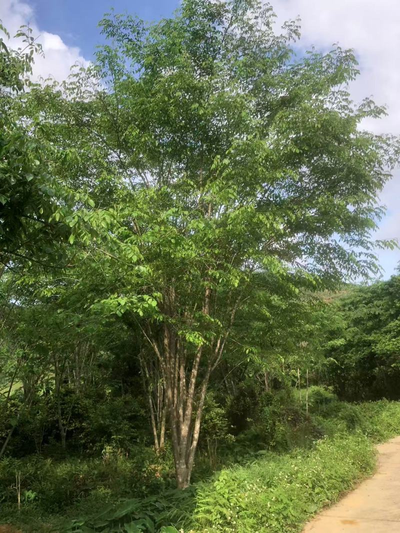 金花茶树，大叶紫檀