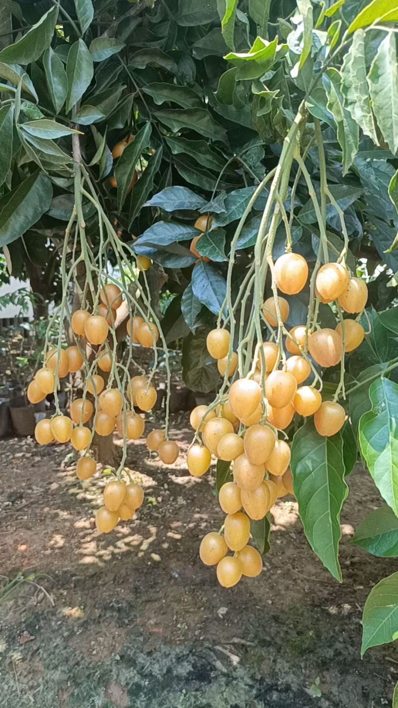 黄皮果