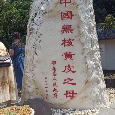 黄皮果