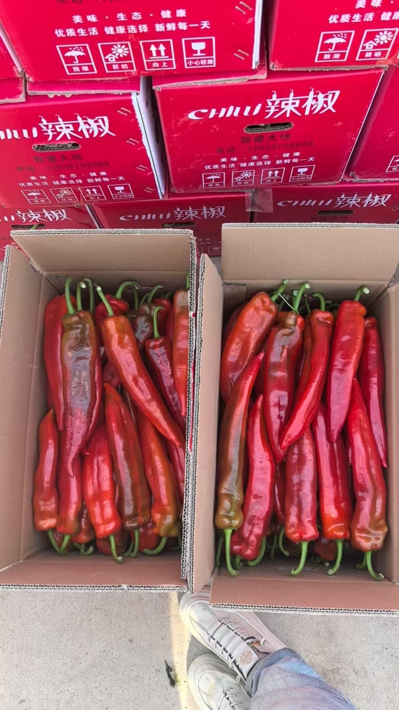 【荐】红辣椒，新鲜现摘，现货现发常年大量供应量大优惠