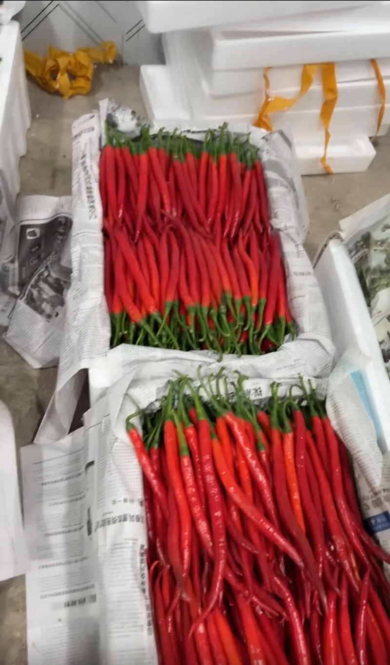 贵州新鲜红辣椒红线椒红二荆条红海椒红辣子香辣可做剁椒辣椒