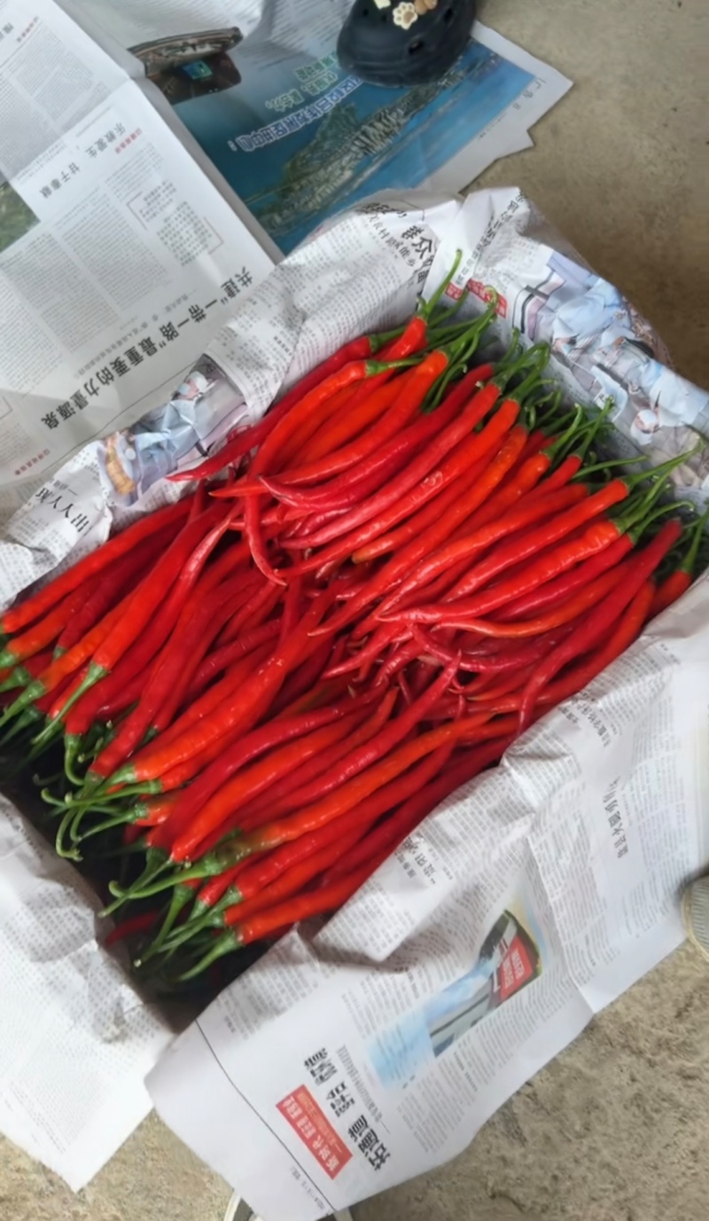 贵州新鲜红辣椒红线椒红二荆条红海椒红辣子香辣可做剁椒辣椒