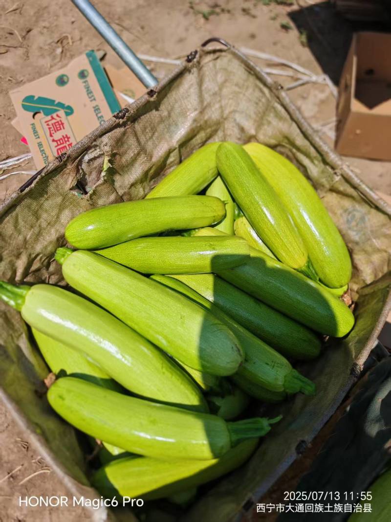 西葫芦，新鲜现摘，现货现发常年大量供应量大优惠