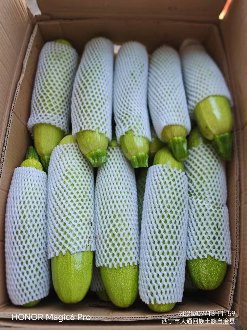 西葫芦，新鲜现摘，现货现发常年大量供应量大优惠