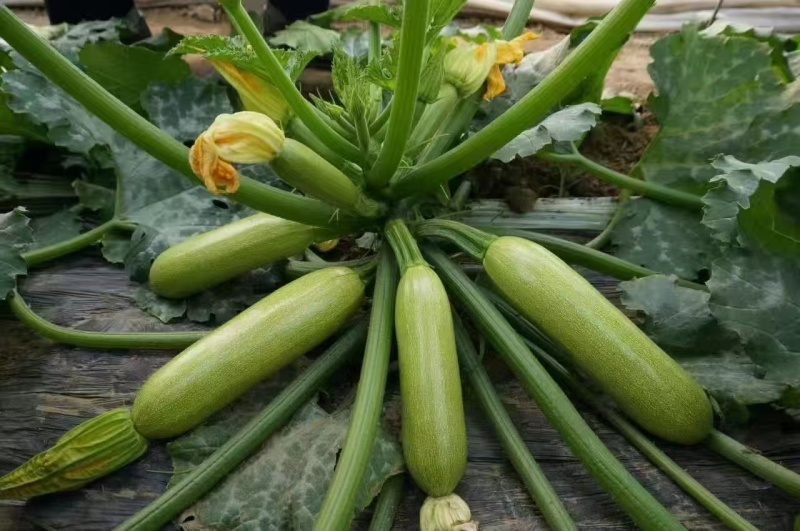 西葫芦，新鲜现摘，现货现发常年大量供应量大优惠