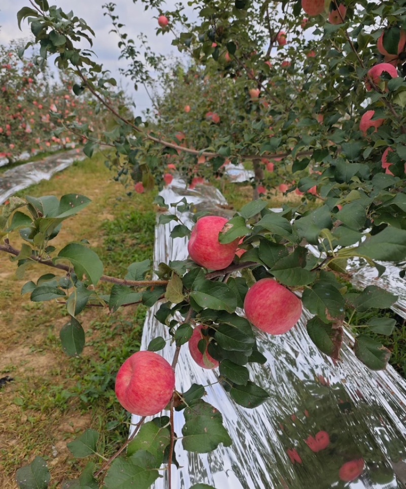 秦阳苹果陕西苹果脆甜多汁量大从优放心购买