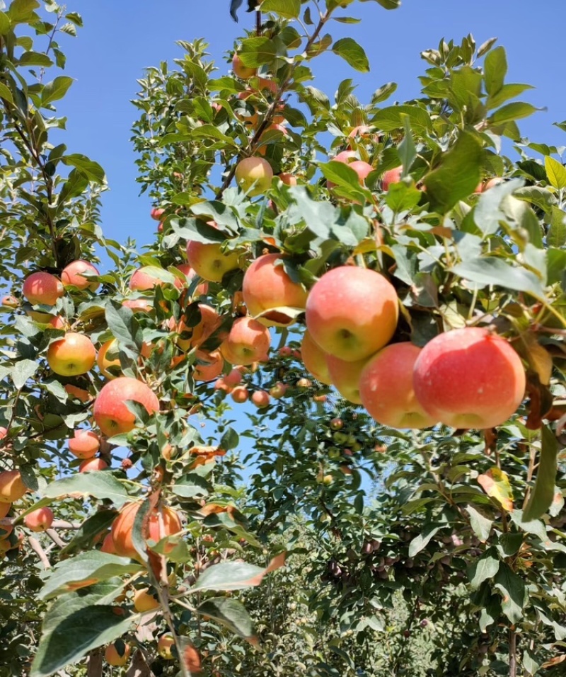 秦阳苹果陕西苹果脆甜多汁量大从优放心购买