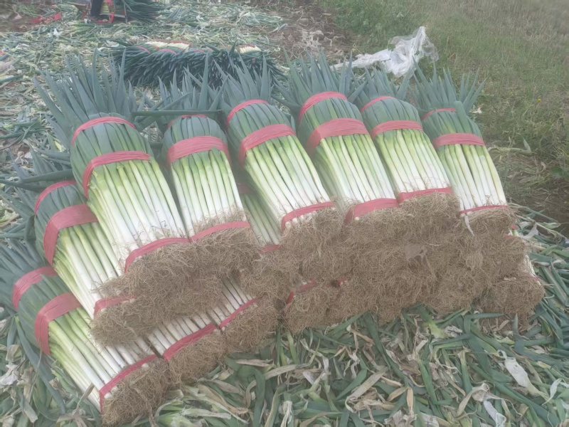 【荐】大葱，新鲜现摘，现货现发常年大量供应量大优惠