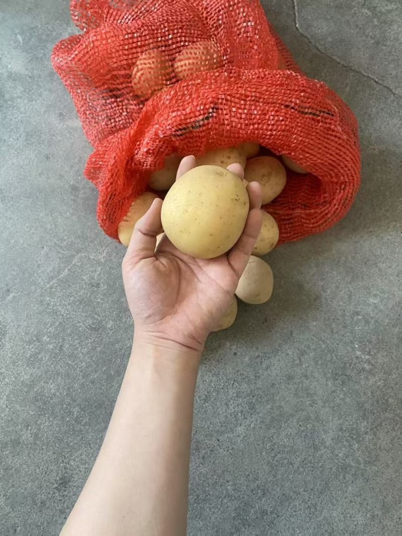 2～4两精品黄皮黄心土豆
