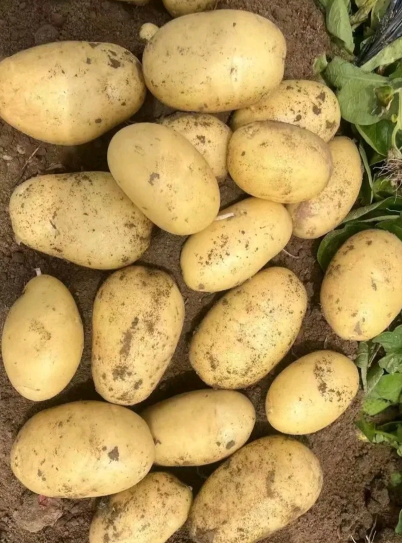 甘肃沃土新土豆上市黄皮黄心货源充足