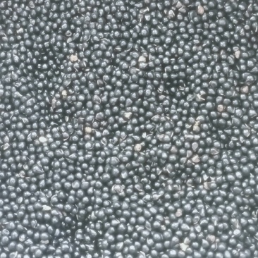 白鲜皮种子