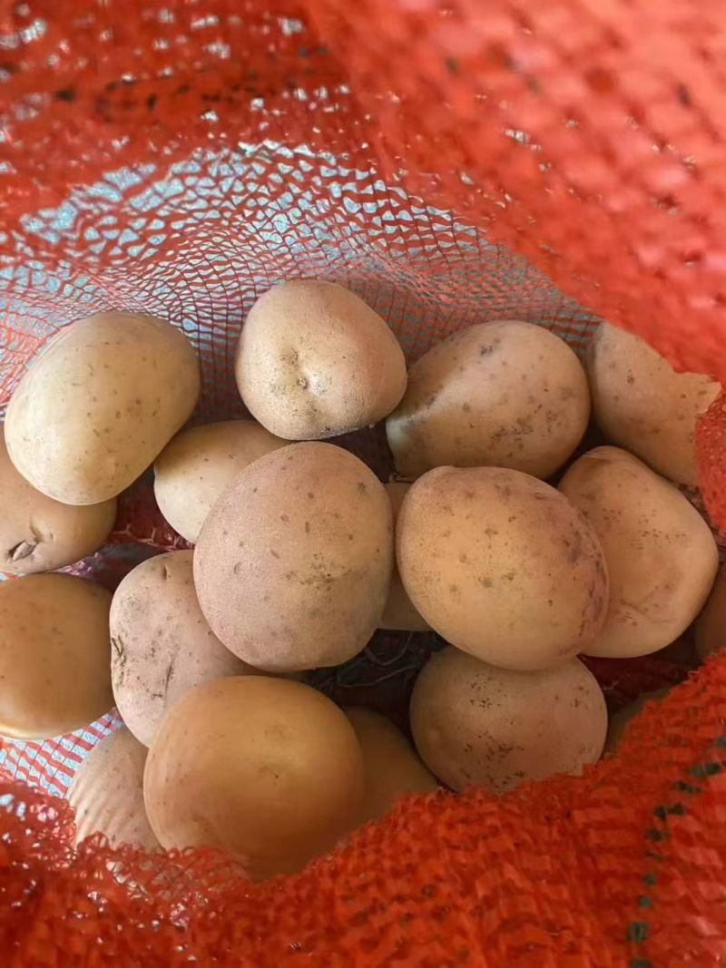 2-4两电商货黄皮黄心土豆，大量现货，精选机精准筛选~