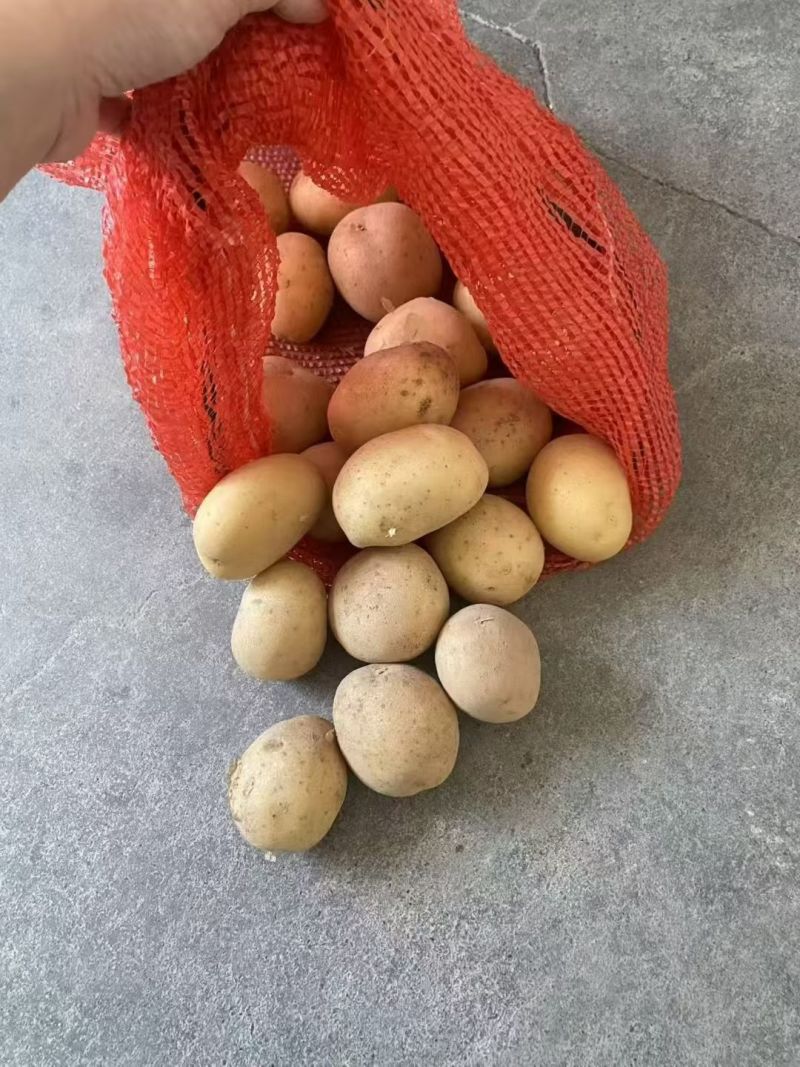 2-4两电商货黄皮黄心土豆，大量现货，精选机精准筛选~