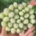 毛芹菜，精品小颗