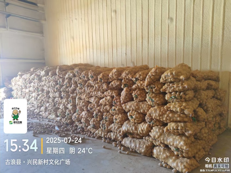2-4两电商货黄皮黄心土豆，大量现货，精选机精准筛选~