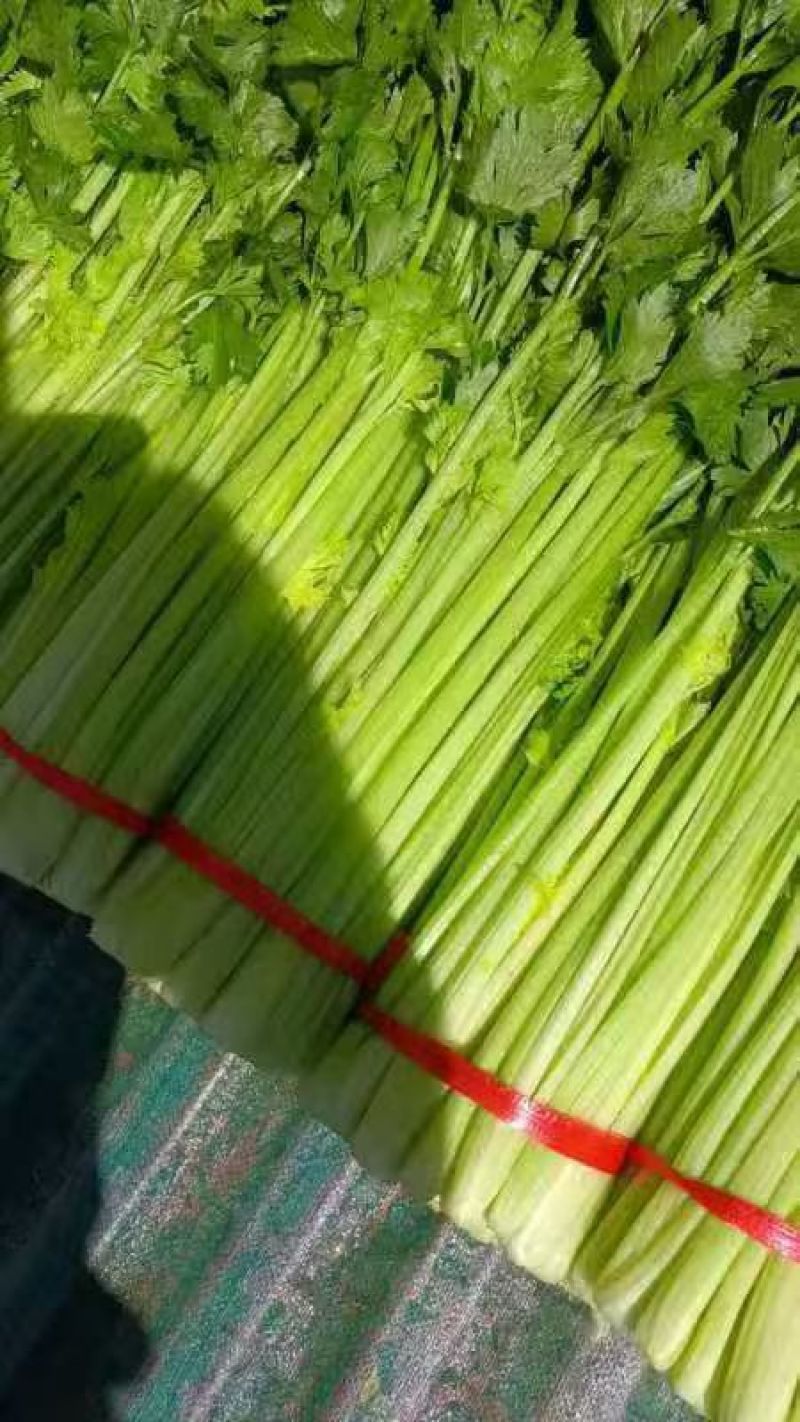 毛芹菜，精品小颗