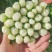 毛芹菜，精品小颗