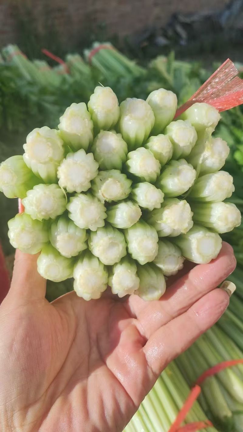 毛芹菜，精品小颗