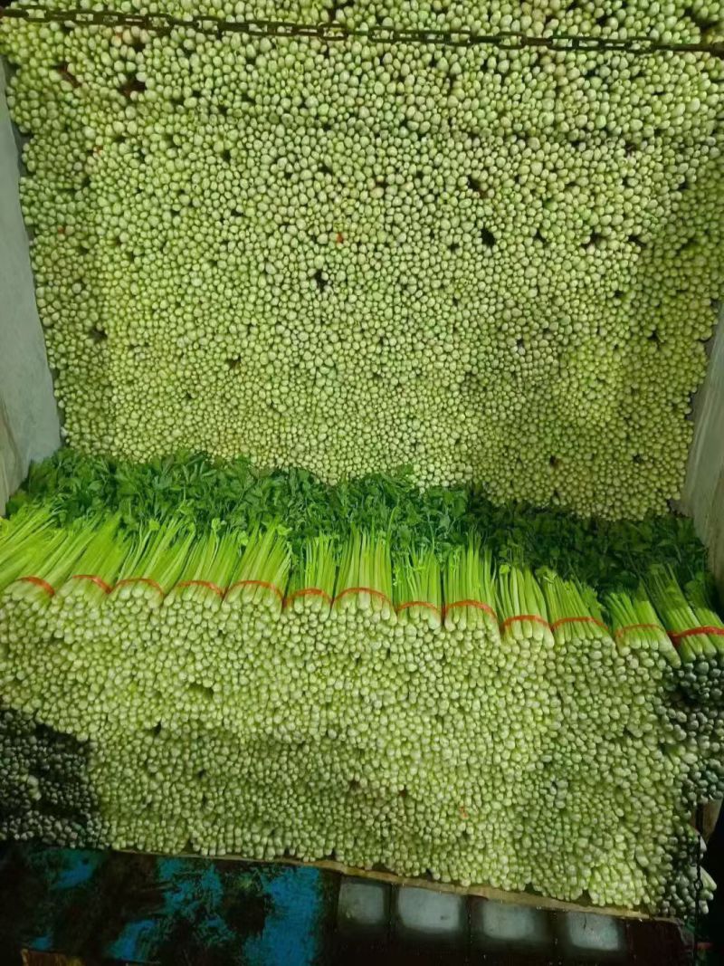 毛芹菜，精品小颗