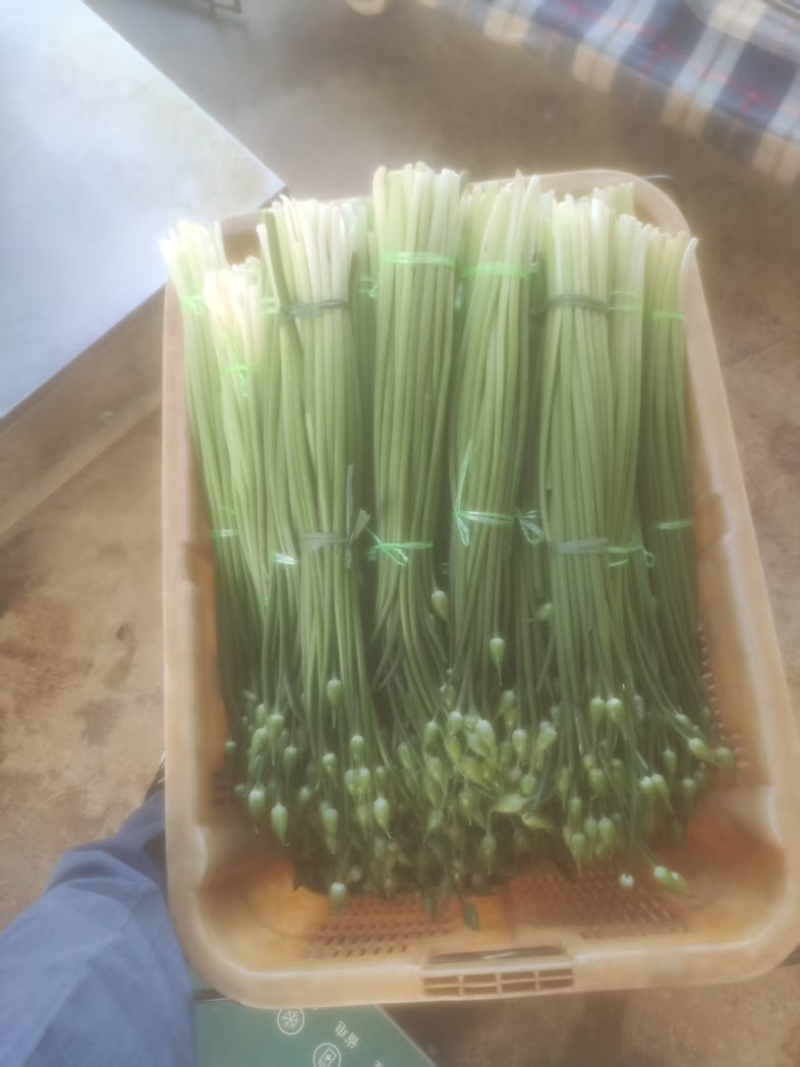 云南大理韭苔