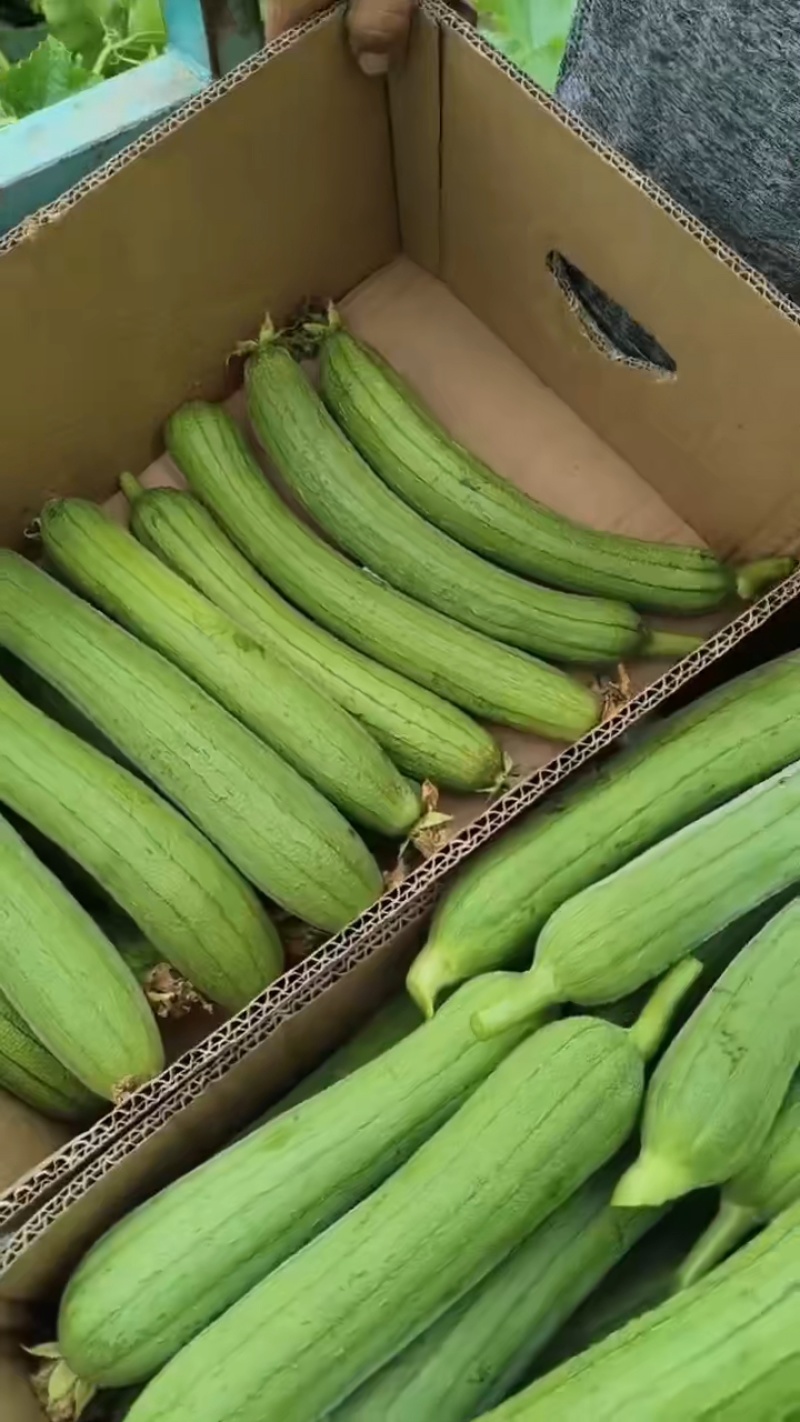 精品丝瓜，原产地直发，大量有货，可深加工.可供市场，商超