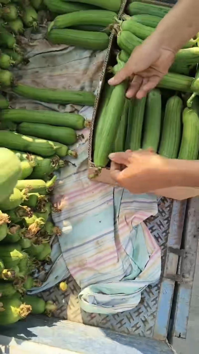 精品丝瓜，原产地直发，大量有货，可深加工.可供市场，商超