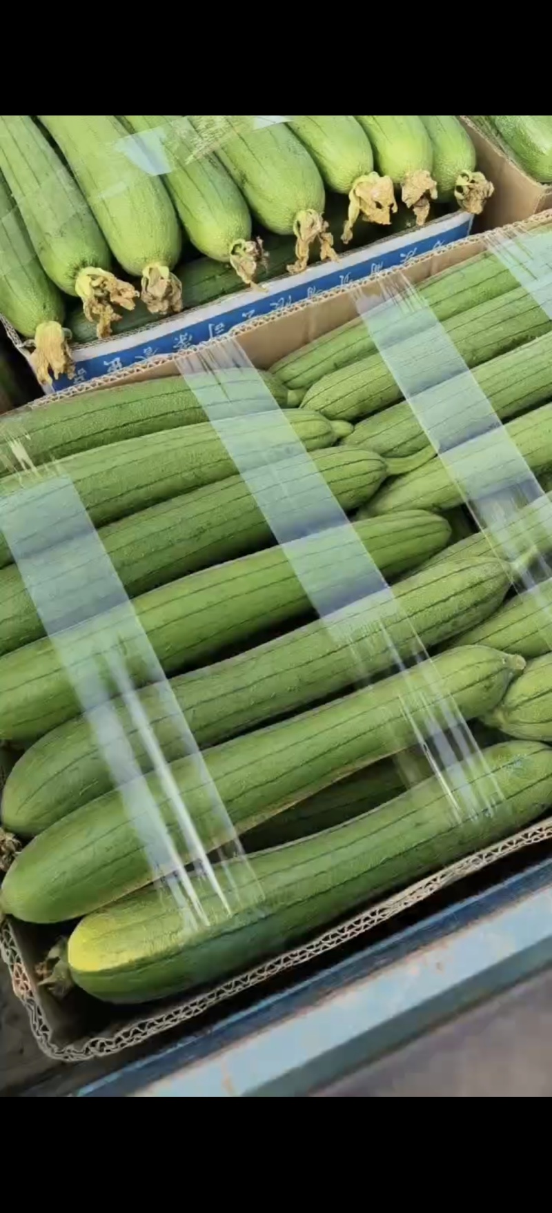 精品丝瓜，原产地直发，大量有货，可深加工.可供市场，商超