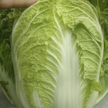 大白菜，黄心