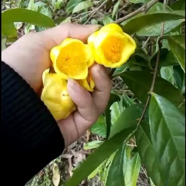 金花茶树，大叶紫檀