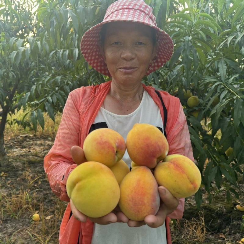 锦绣黄桃，自己家种的，果大，**甜，全国包邮