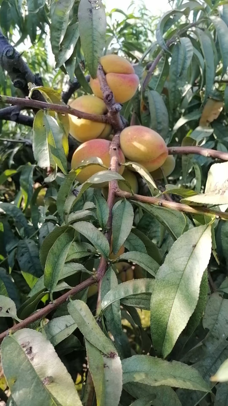 锦绣黄桃，自己家种的，果大，**甜，全国包邮